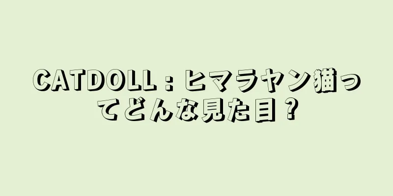 CATDOLL : ヒマラヤン猫ってどんな見た目？