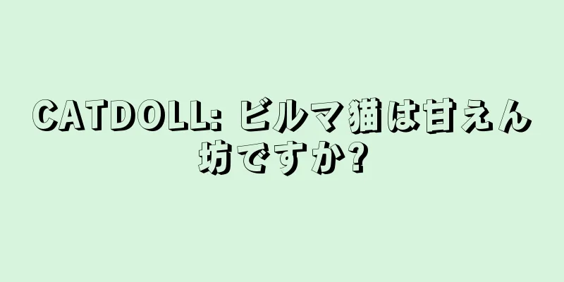 CATDOLL: ビルマ猫は甘えん坊ですか?