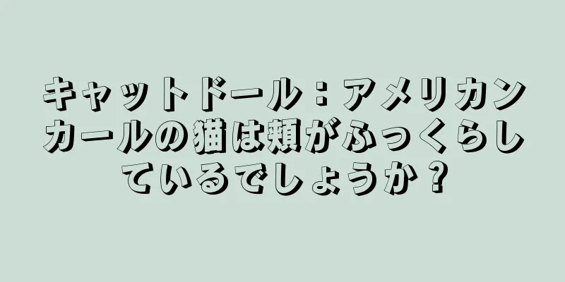 キャットドール：アメリカンカールの猫は頬がふっくらしているでしょうか？