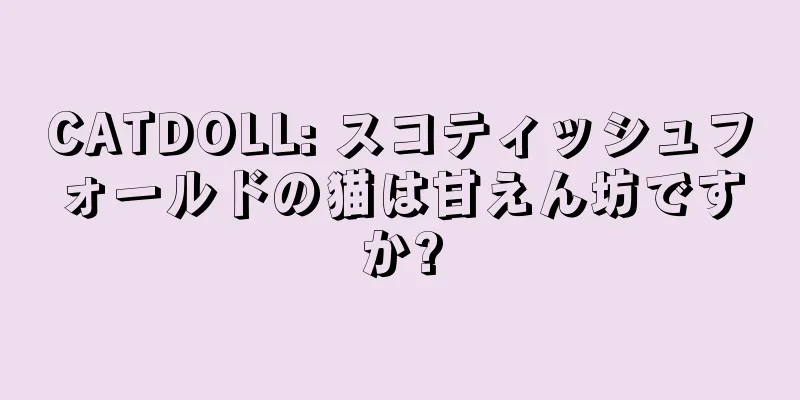 CATDOLL: スコティッシュフォールドの猫は甘えん坊ですか?