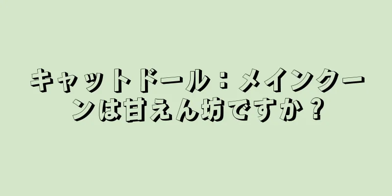 キャットドール：メインクーンは甘えん坊ですか？