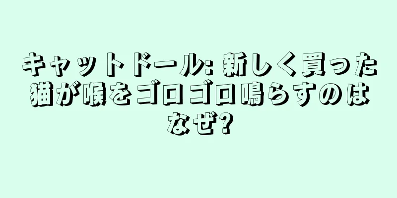 キャットドール: 新しく買った猫が喉をゴロゴロ鳴らすのはなぜ?