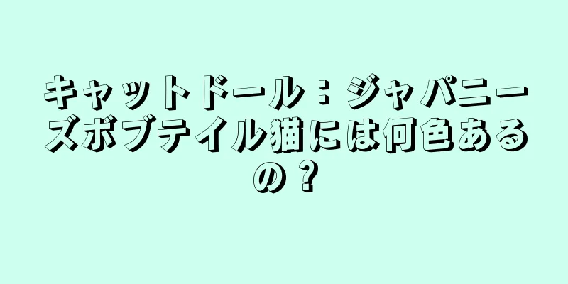 キャットドール：ジャパニーズボブテイル猫には何色あるの？