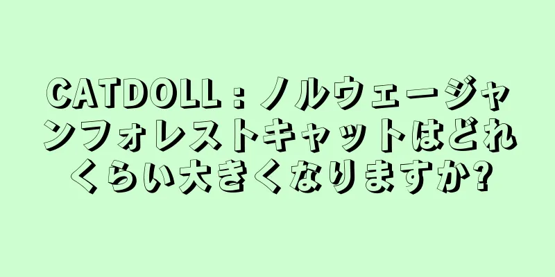 CATDOLL : ノルウェージャンフォレストキャットはどれくらい大きくなりますか?