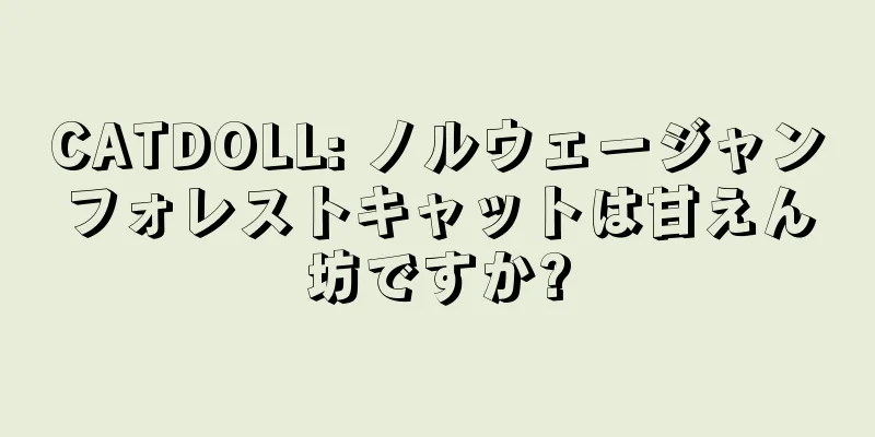 CATDOLL: ノルウェージャンフォレストキャットは甘えん坊ですか?