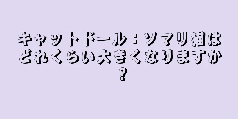 キャットドール：ソマリ猫はどれくらい大きくなりますか？