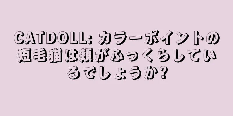 CATDOLL: カラーポイントの短毛猫は頬がふっくらしているでしょうか?