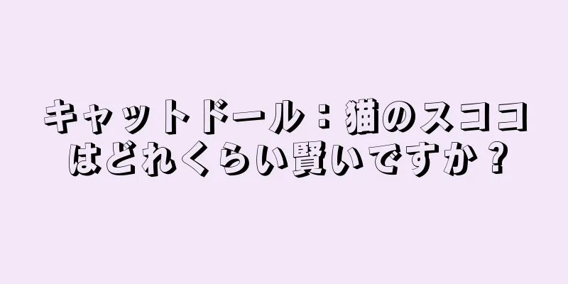 キャットドール：猫のスココはどれくらい賢いですか？