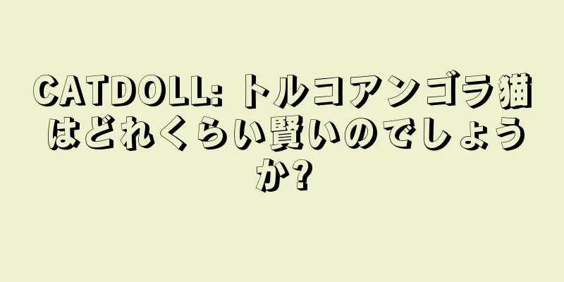 CATDOLL: トルコアンゴラ猫はどれくらい賢いのでしょうか?