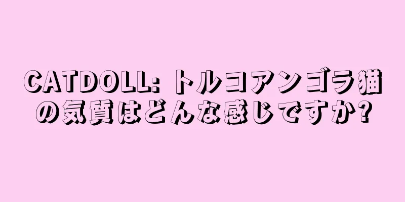 CATDOLL: トルコアンゴラ猫の気質はどんな感じですか?