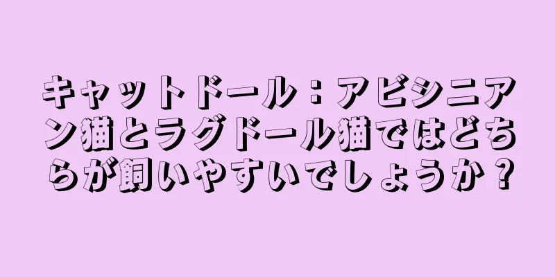 キャットドール：アビシニアン猫とラグドール猫ではどちらが飼いやすいでしょうか？
