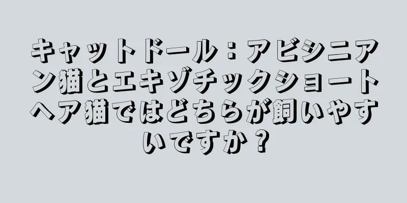 キャットドール：アビシニアン猫とエキゾチックショートヘア猫ではどちらが飼いやすいですか？
