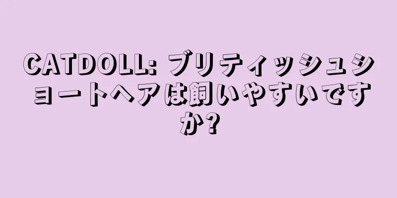 CATDOLL: ブリティッシュショートヘアは飼いやすいですか?
