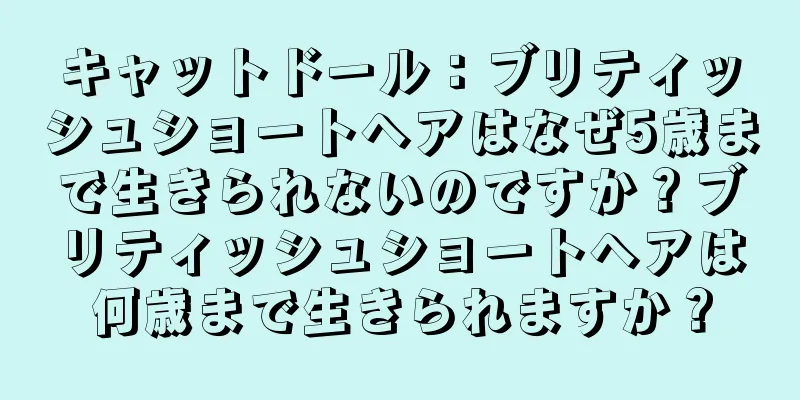 キャットドール：ブリティッシュショートヘアはなぜ5歳まで生きられないのですか？ブリティッシュショートヘアは何歳まで生きられますか？