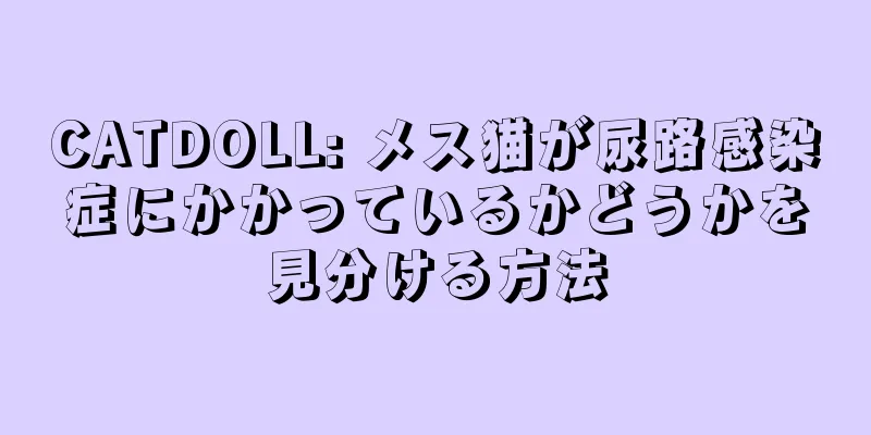 CATDOLL: メス猫が尿路感染症にかかっているかどうかを見分ける方法