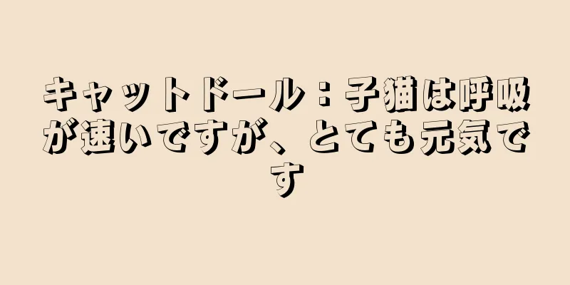 キャットドール：子猫は呼吸が速いですが、とても元気です