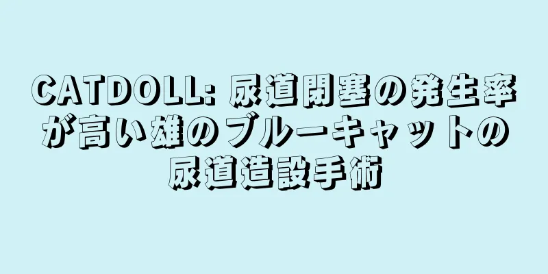CATDOLL: 尿道閉塞の発生率が高い雄のブルーキャットの尿道造設手術
