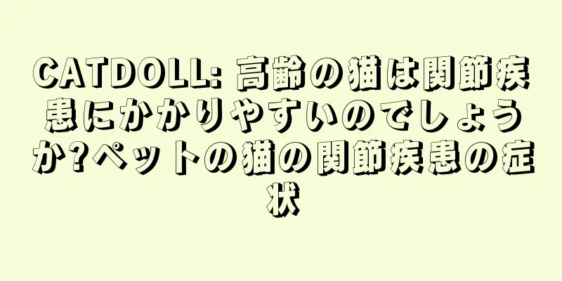 CATDOLL: 高齢の猫は関節疾患にかかりやすいのでしょうか?ペットの猫の関節疾患の症状