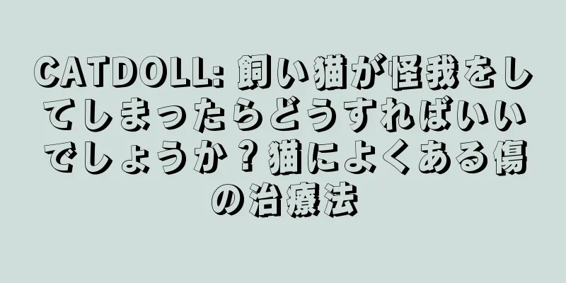 CATDOLL: 飼い猫が怪我をしてしまったらどうすればいいでしょうか？猫によくある傷の治療法