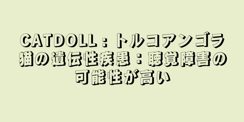 CATDOLL : トルコアンゴラ猫の遺伝性疾患：聴覚障害の可能性が高い