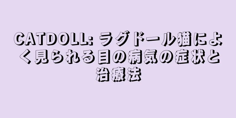 CATDOLL: ラグドール猫によく見られる目の病気の症状と治療法