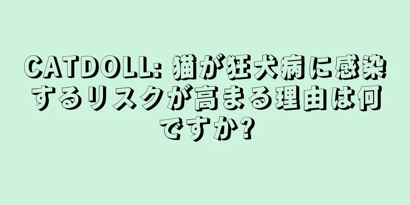 CATDOLL: 猫が狂犬病に感染するリスクが高まる理由は何ですか?