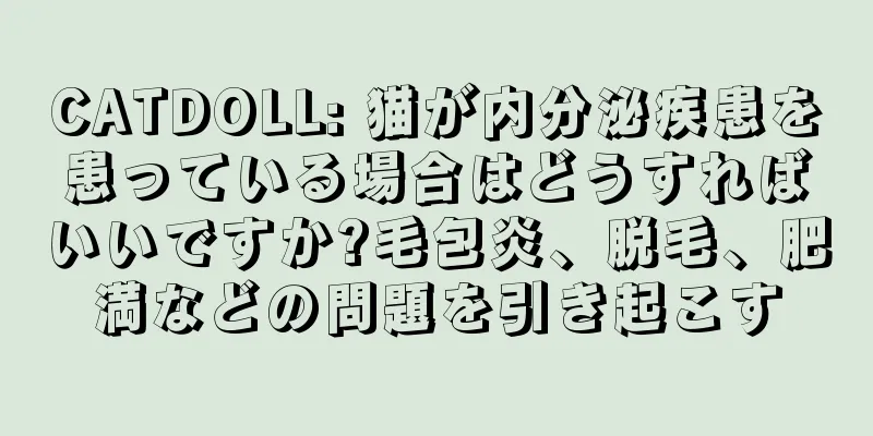 CATDOLL: 猫が内分泌疾患を患っている場合はどうすればいいですか?毛包炎、脱毛、肥満などの問題を引き起こす