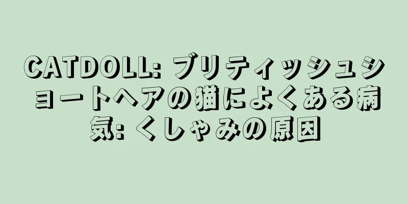 CATDOLL: ブリティッシュショートヘアの猫によくある病気: くしゃみの原因