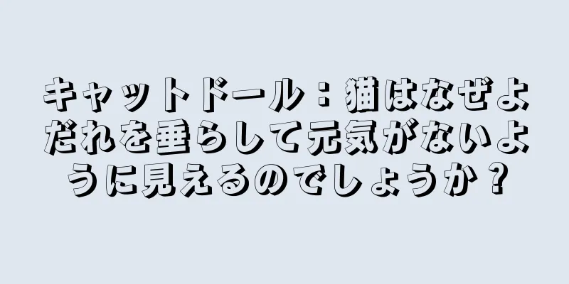 キャットドール：猫はなぜよだれを垂らして元気がないように見えるのでしょうか？
