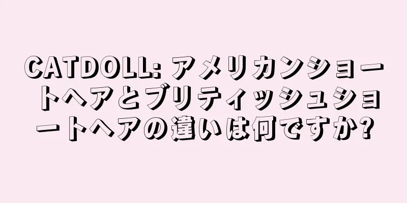CATDOLL: アメリカンショートヘアとブリティッシュショートヘアの違いは何ですか?