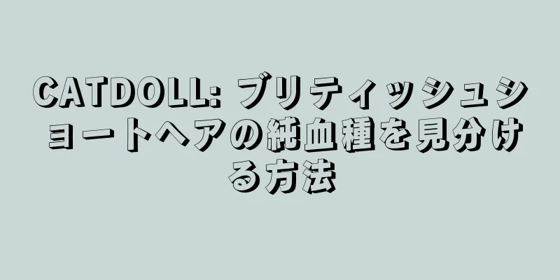 CATDOLL: ブリティッシュショートヘアの純血種を見分ける方法