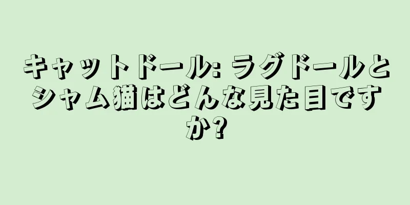 キャットドール: ラグドールとシャム猫はどんな見た目ですか?