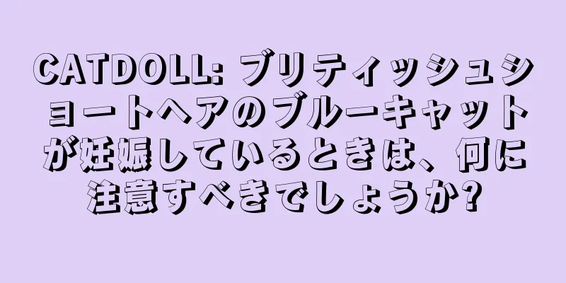 CATDOLL: ブリティッシュショートヘアのブルーキャットが妊娠しているときは、何に注意すべきでしょうか?